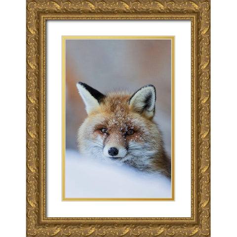 Red Fox Gold Ornate Wood Framed Art Print with Double Matting by Bolla, Paolo