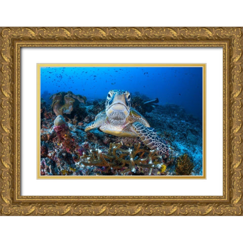 Face To Face With A Green Turtle Gold Ornate Wood Framed Art Print with Double Matting by Gabriel, Barathieu
