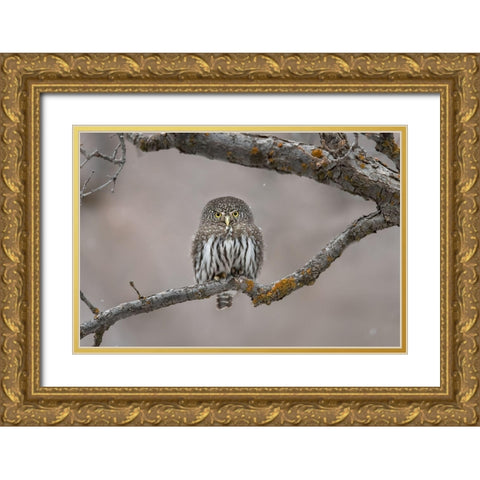 Little Guy In The Snow Gold Ornate Wood Framed Art Print with Double Matting by Barsh, Greg