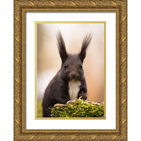 Squirrel Gold Ornate Wood Framed Art Print with Double Matting by Adamec, Robert