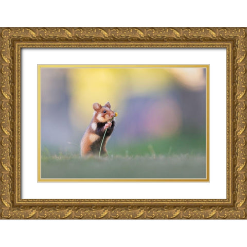 Flower Lover Gold Ornate Wood Framed Art Print with Double Matting by Spranz, Henrik