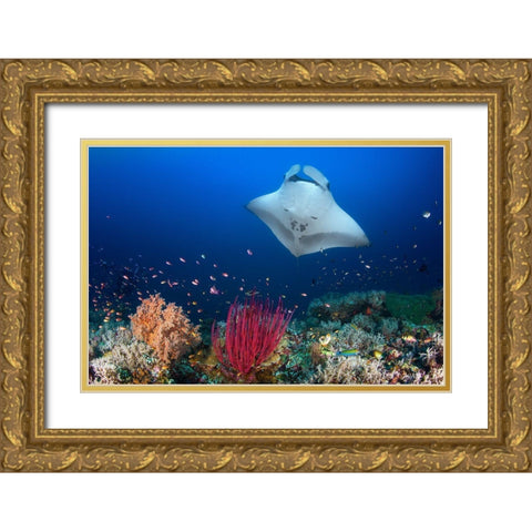 Ocean Manta Ray On The Reef Gold Ornate Wood Framed Art Print with Double Matting by Gabriel, Barathieu