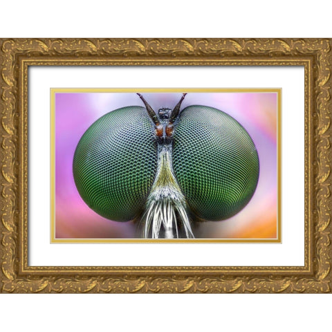 Amazing Eyes Gold Ornate Wood Framed Art Print with Double Matting by Ghizzi Panizza, Alberto