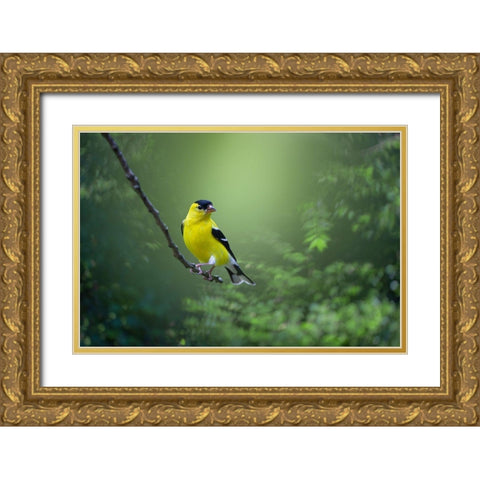 Posing Pretty Gold Ornate Wood Framed Art Print with Double Matting by Maggard Arlow, Mickey