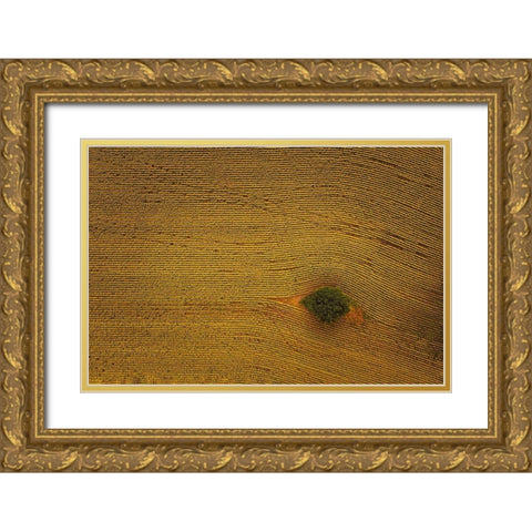 Eye In Field Gold Ornate Wood Framed Art Print with Double Matting by Zheng, Michael