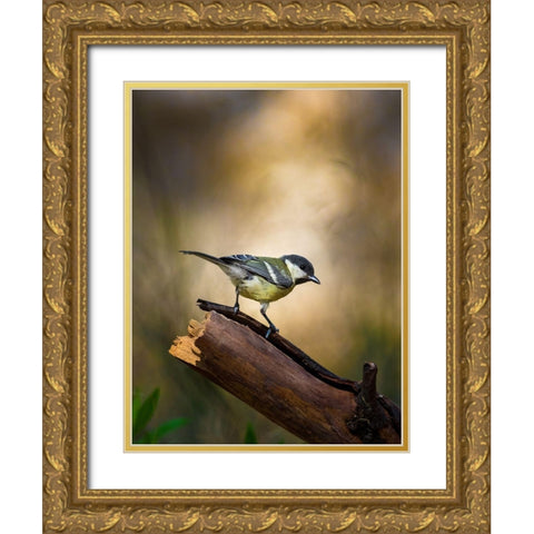 Great Tit Gold Ornate Wood Framed Art Print with Double Matting by Mufti, Yanal