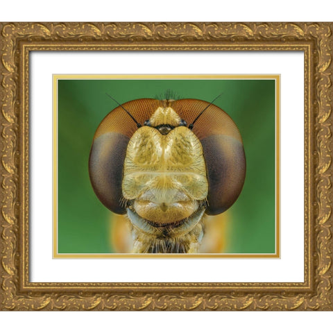 Dragonfly Gold Ornate Wood Framed Art Print with Double Matting by Riyad_Hamzi