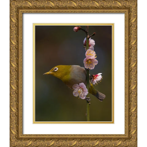 Plum Blossoms And White-Eye Gold Ornate Wood Framed Art Print with Double Matting by miwa_sun_