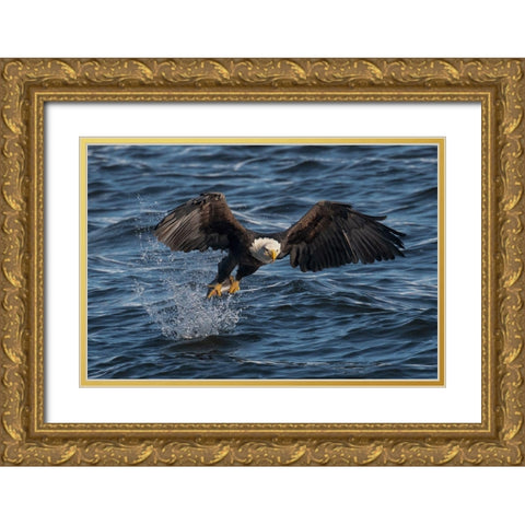Eagle On The Mississippi River Gold Ornate Wood Framed Art Print with Double Matting by Xu, Leah