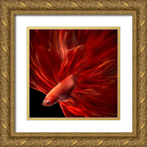 Red Fire Bettafish Gold Ornate Wood Framed Art Print with Double Matting by Bunjamin, Antonyus