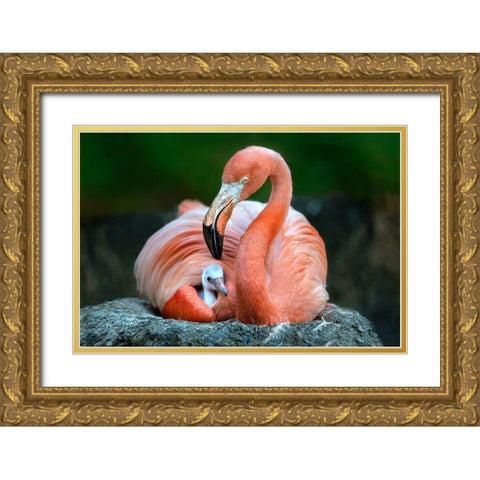 Mom Flamingo With Chick Gold Ornate Wood Framed Art Print with Double Matting by Ortega, Xavier