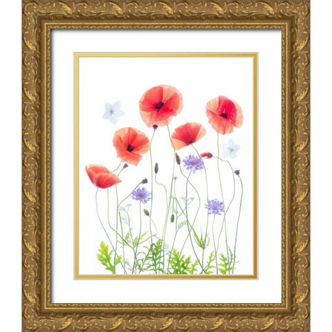 Poppy Garden Gold Ornate Wood Framed Art Print with Double Matting by Williams, Sharon