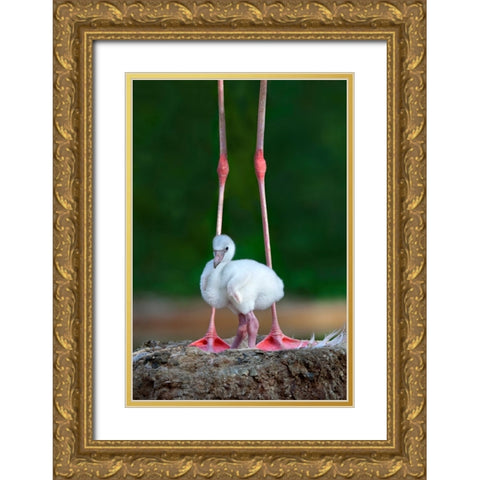 Caribbean Flamingo Chick Gold Ornate Wood Framed Art Print with Double Matting by Ortega, Xavier