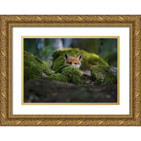 Curious Fox Gold Ornate Wood Framed Art Print with Double Matting by Lindsten, Christian
