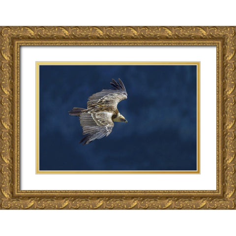 Vulture In Blu Gold Ornate Wood Framed Art Print with Double Matting by Redaelli, Marco