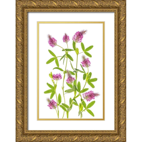 Trifolium Gold Ornate Wood Framed Art Print with Double Matting by Disher, Mandy