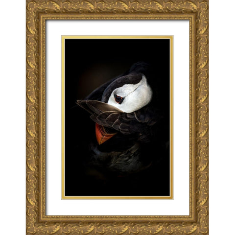 The Shy Puffin Gold Ornate Wood Framed Art Print with Double Matting by Tokolyi, Csaba