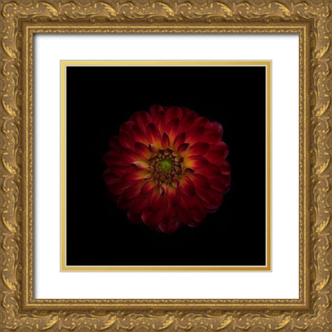 Dahlia Time Gold Ornate Wood Framed Art Print with Double Matting by Gronkjar, Lotte