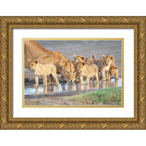 Wariness At The Water Hole Gold Ornate Wood Framed Art Print with Double Matting by C. Sink, Jeffrey