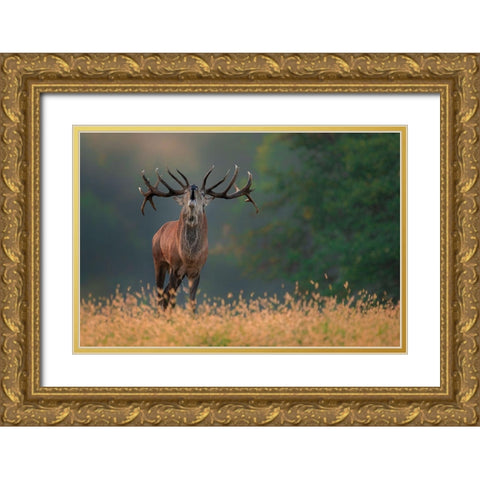 Deer Wedding Song Gold Ornate Wood Framed Art Print with Double Matting by Kravanja, Jure