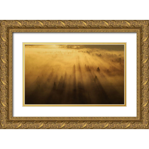 Morning In The Forest Gold Ornate Wood Framed Art Print with Double Matting by Krivec, Ales