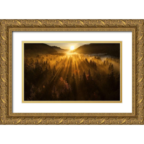 Aerial Shot Of An Autumn Forest Gold Ornate Wood Framed Art Print with Double Matting by Krivec, Ales