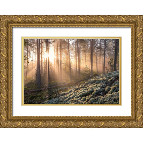 Fog In The Forest With White Moss In The Forground Gold Ornate Wood Framed Art Print with Double Matting by Lindsten, Christian