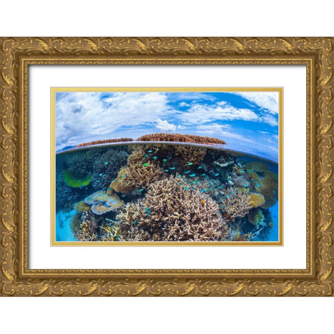 Split Level From Mayotte Reef Gold Ornate Wood Framed Art Print with Double Matting by Gabriel, Barathieu