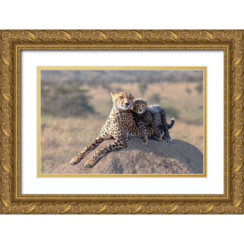Cheetah And Cup! Gold Ornate Wood Framed Art Print with Double Matting by Fischer, Jie