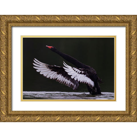 Black Swan Gold Ornate Wood Framed Art Print with Double Matting by Tjandra, C.S.