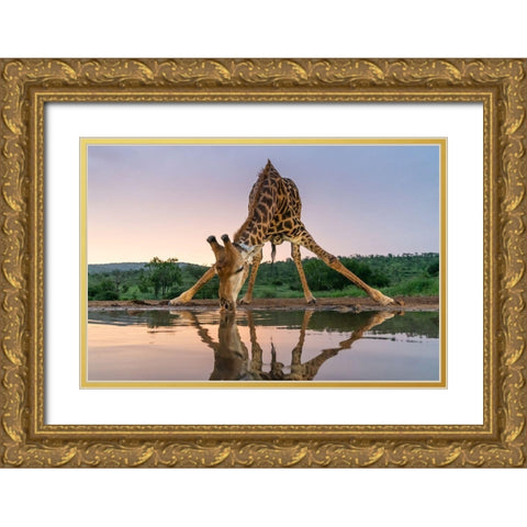 Sunset Giraffe Drinking Gold Ornate Wood Framed Art Print with Double Matting by Francoisventer