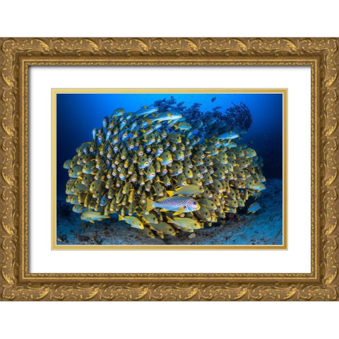 Cape Kris School Of Sweetlips Gold Ornate Wood Framed Art Print with Double Matting by Gabriel, Barathieu
