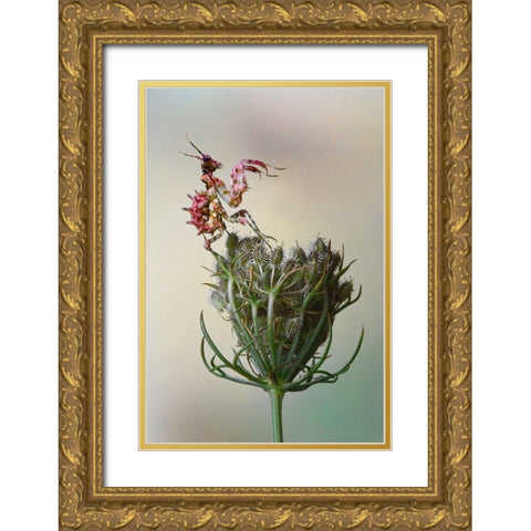 Flower Mantis Gold Ornate Wood Framed Art Print with Double Matting by Hoffman, Jimmy