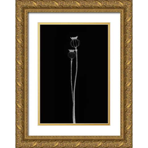 Poppy Pods Gold Ornate Wood Framed Art Print with Double Matting by Gronkjar, Lotte