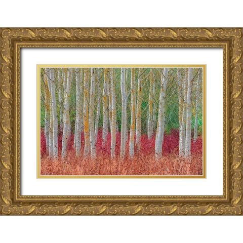 Birch Forest Gold Ornate Wood Framed Art Print with Double Matting by Kravanja, Jure