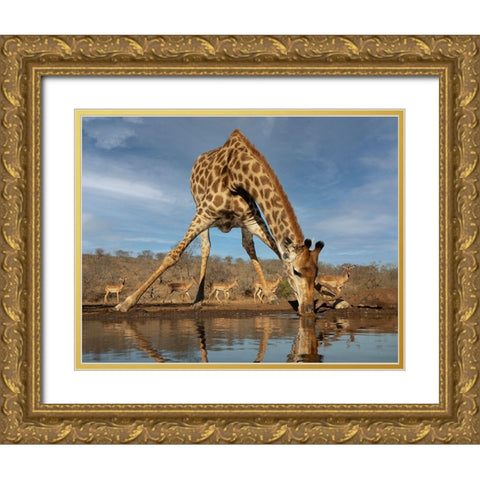 Giraffe Having A Drink Gold Ornate Wood Framed Art Print with Double Matting by D Lester, Linda