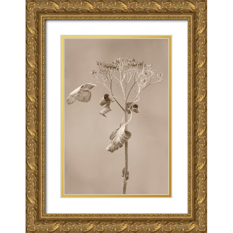 Withered Hydrangea_002 Gold Ornate Wood Framed Art Print with Double Matting by Suzuki, Takashi