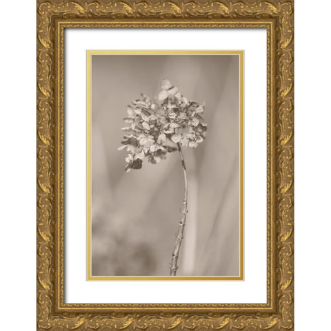 Withered Hydrangea_004 Gold Ornate Wood Framed Art Print with Double Matting by Suzuki, Takashi