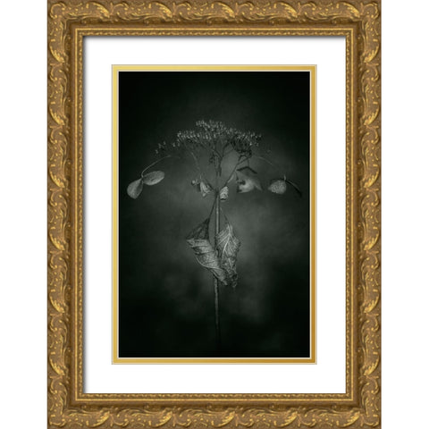 Withered Hydrangea_009 Gold Ornate Wood Framed Art Print with Double Matting by Suzuki, Takashi