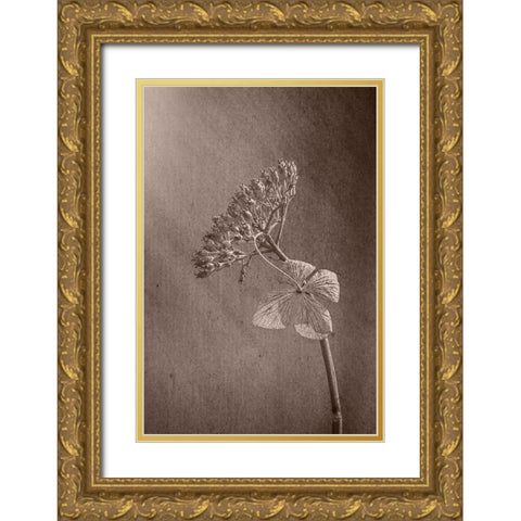 Withered Hydrangea_010 Gold Ornate Wood Framed Art Print with Double Matting by Suzuki, Takashi