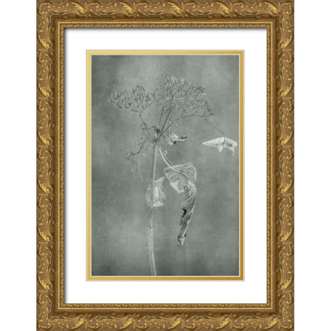 Withered Hydrangea_012 Gold Ornate Wood Framed Art Print with Double Matting by Suzuki, Takashi