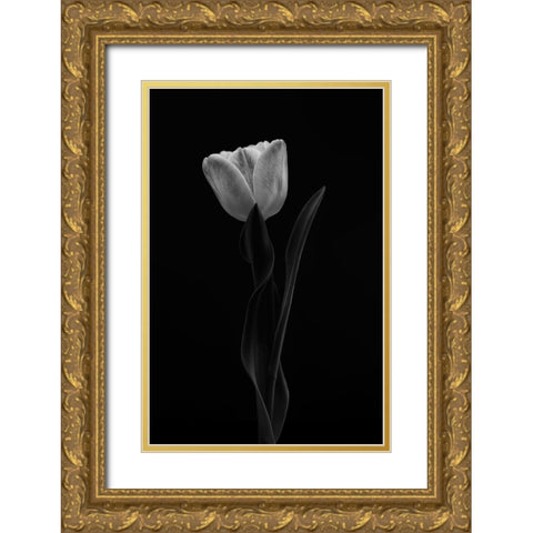Tulip Gold Ornate Wood Framed Art Print with Double Matting by Gronkjar, Lotte