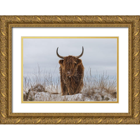 Highlander In Snow Gold Ornate Wood Framed Art Print with Double Matting by Van Den, Jaap