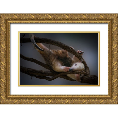 Tamandua Gold Ornate Wood Framed Art Print with Double Matting by Jealousy