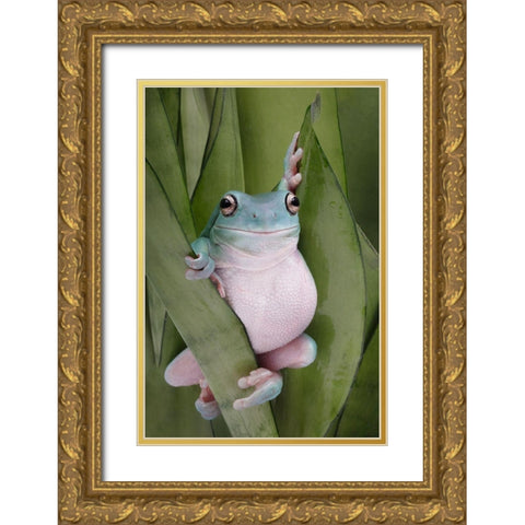 A Whites Tree Frogs Pose Gold Ornate Wood Framed Art Print with Double Matting by D Lester, Linda