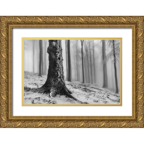 Forest Gold Ornate Wood Framed Art Print with Double Matting by Pavlasek, Tom