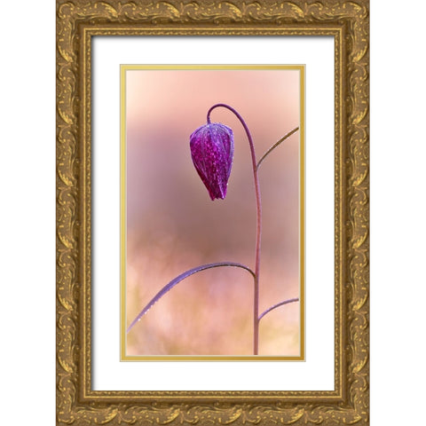 Fritillary Gold Ornate Wood Framed Art Print with Double Matting by Williams, Stuart