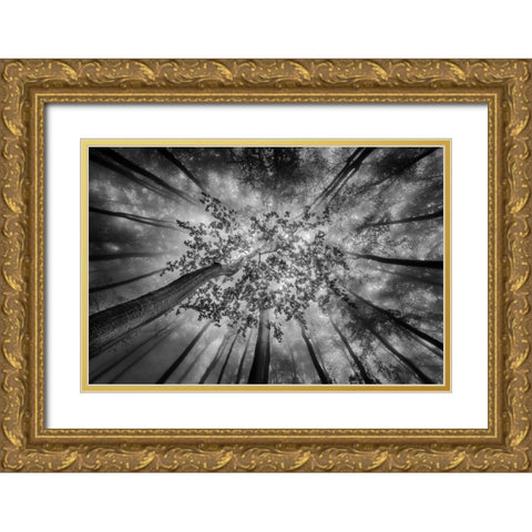 Forest Views Gold Ornate Wood Framed Art Print with Double Matting by Pavlasek, Tom