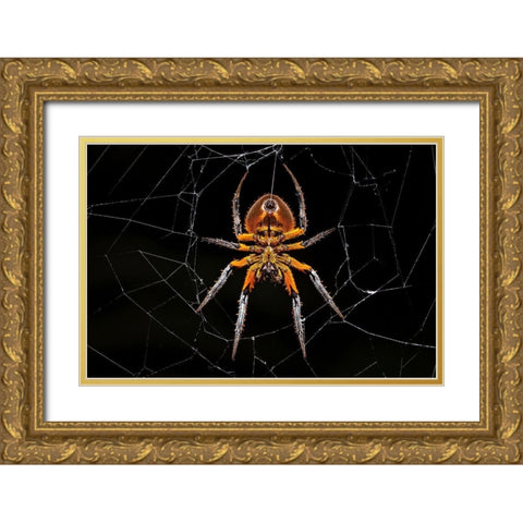 Tropical Orb Weaver Gold Ornate Wood Framed Art Print with Double Matting by Zygmunt, Milan