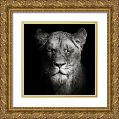 Lioness Gold Ornate Wood Framed Art Print with Double Matting by Meermann, Christian
